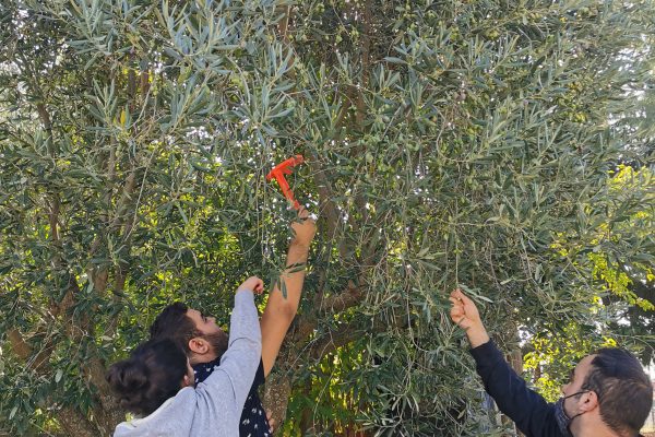 Students practicing their skills at the school's olive trees.